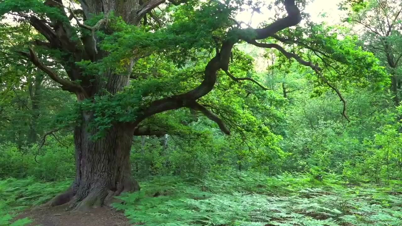 adenfilms古代森林的黄昏萨巴堡德国