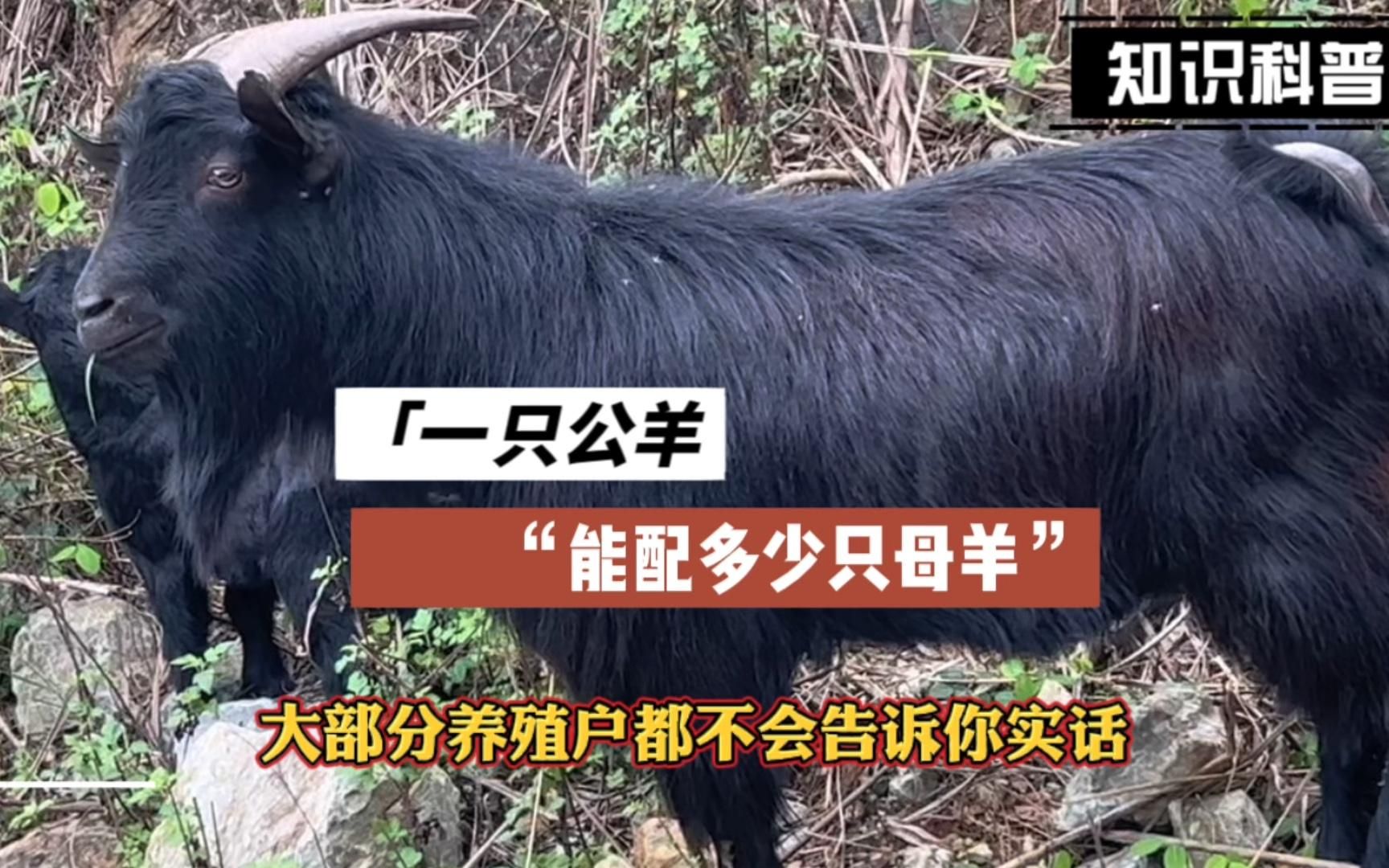 一只公羊到底能配多少只母羊?大部分养殖户都不会告诉你实话