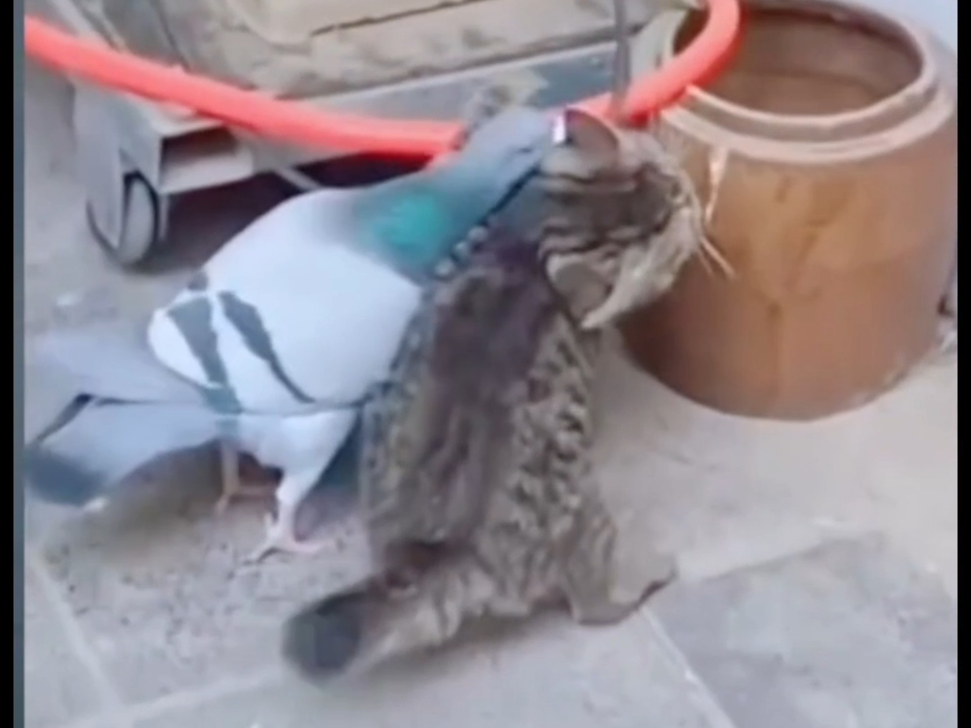 猫被鸽子欺负了