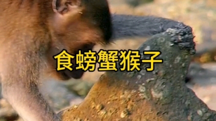 进化过快,要进厂打工,猴子学会了使用工具,吃到岸边上的螃蟹