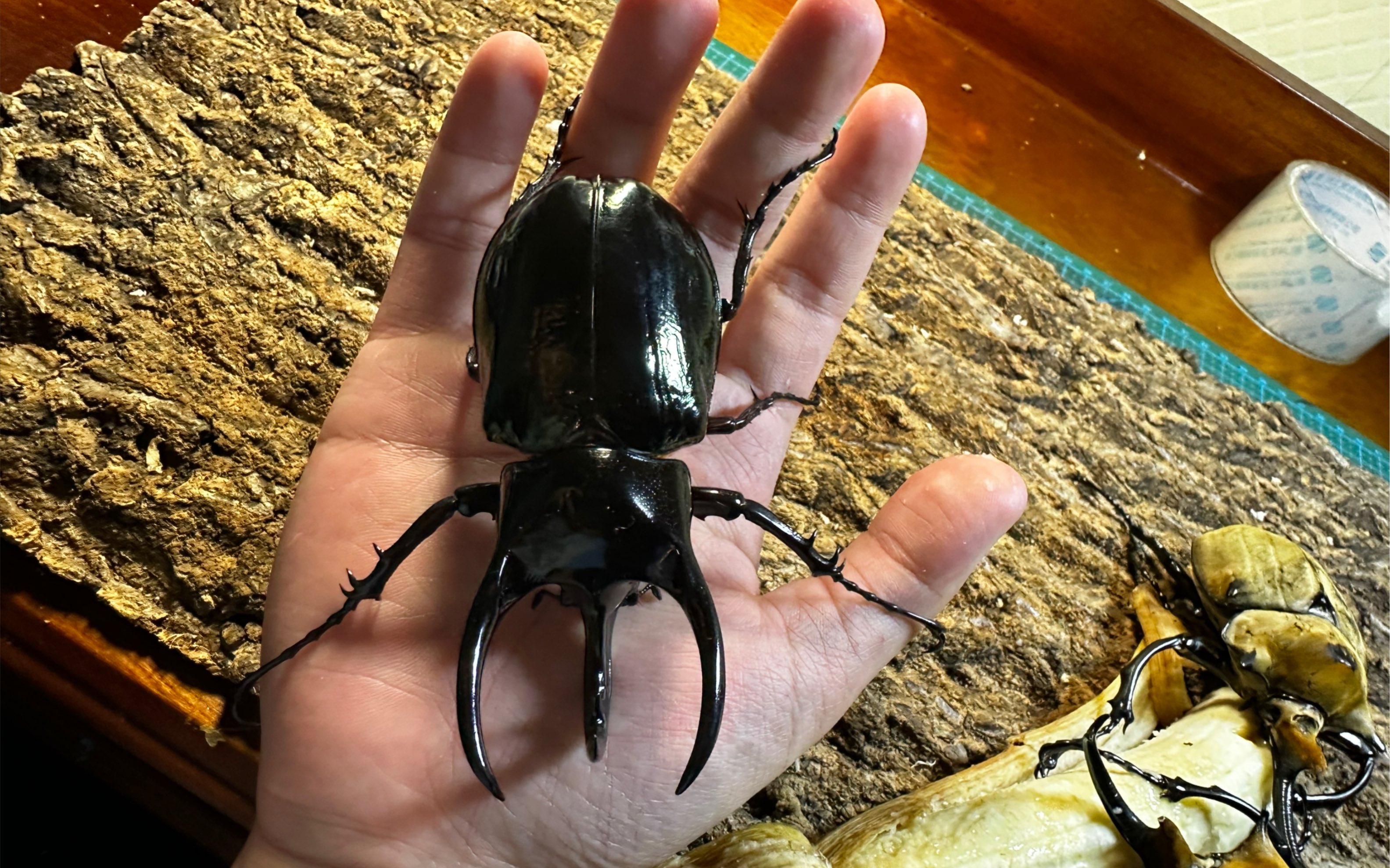 徒手上手102南洋大兜ccj(中角)