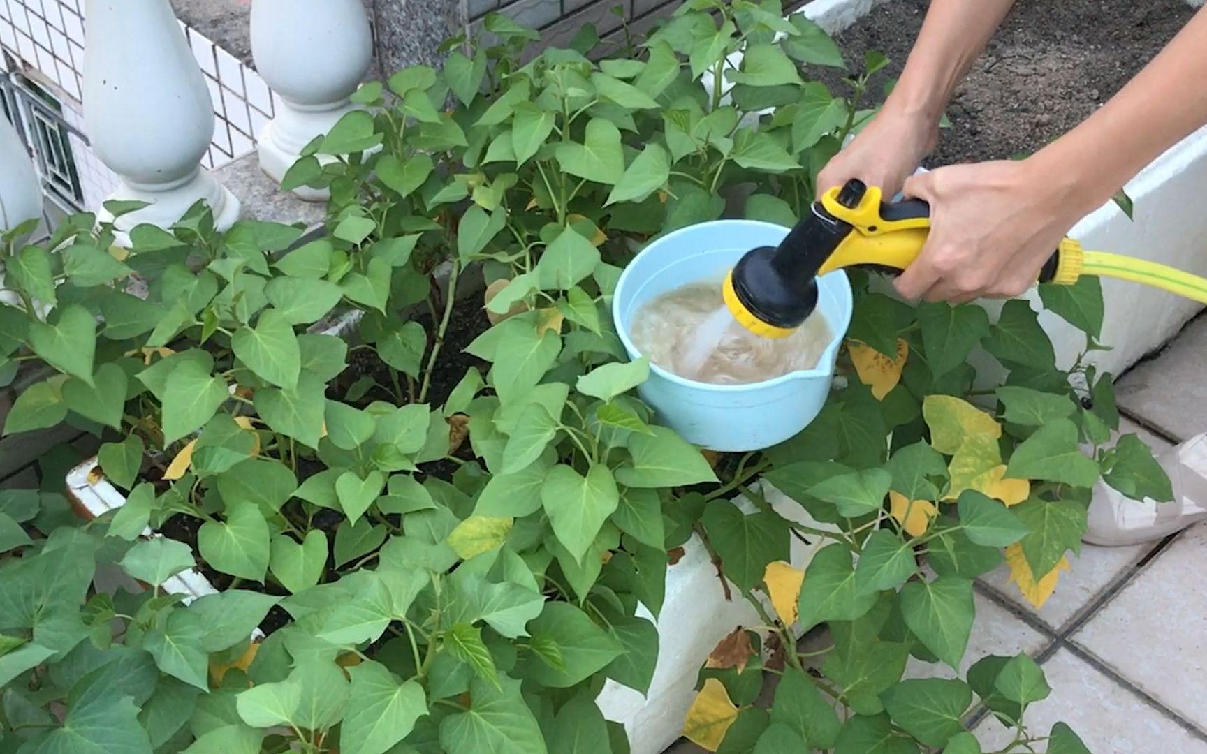 在家种菜,使用自制有机肥料的前后效果对比(实验亲测有效)