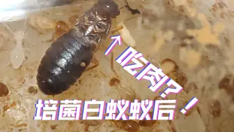 Descargar video: 〔高清视频〕培菌白蚁也吃肉？！黄翅大白蚁以后吃黄胸散白蚁！