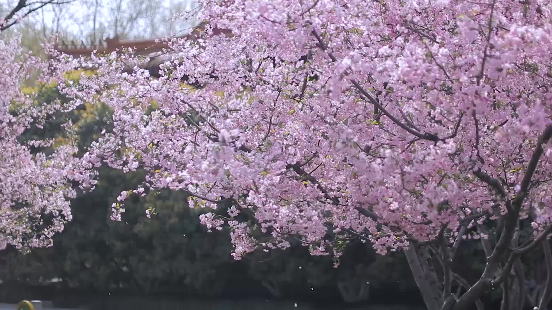 【明故宫】海棠春深,飞花满城哔哩哔哩bilibili