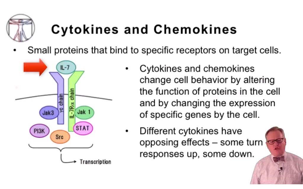 【免疫学】细胞因子和趋化因子(Cytokines and Chemokines)英文无字幕哔哩哔哩bilibili