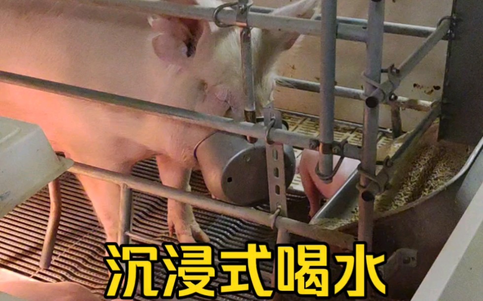 猪妈妈沉浸式喝水