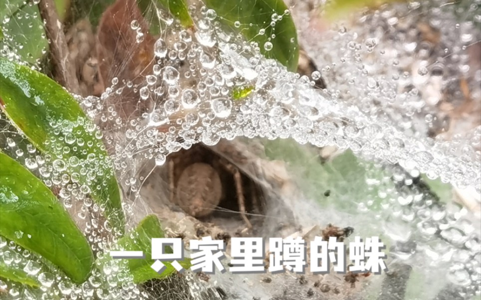 [图]《雨后造访家里蹲的迷宫蛛会吃闭门羹吗》