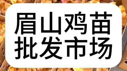 眉山鸡苗,眉山市鸡苗批发市场,眉山育鸡苗,四川眉山温氏鸡苗,眉山脱温鸡苗,眉山九斤黄鸡苗,眉山黄杂鸡苗 #九斤黄 #小鸡 #鸡苗 #公鸡 #肉鸡哔哩...