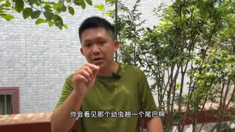 Télécharger la video: 中蜂烂子怎么处理，方法很简单，养蜂小伙来支招