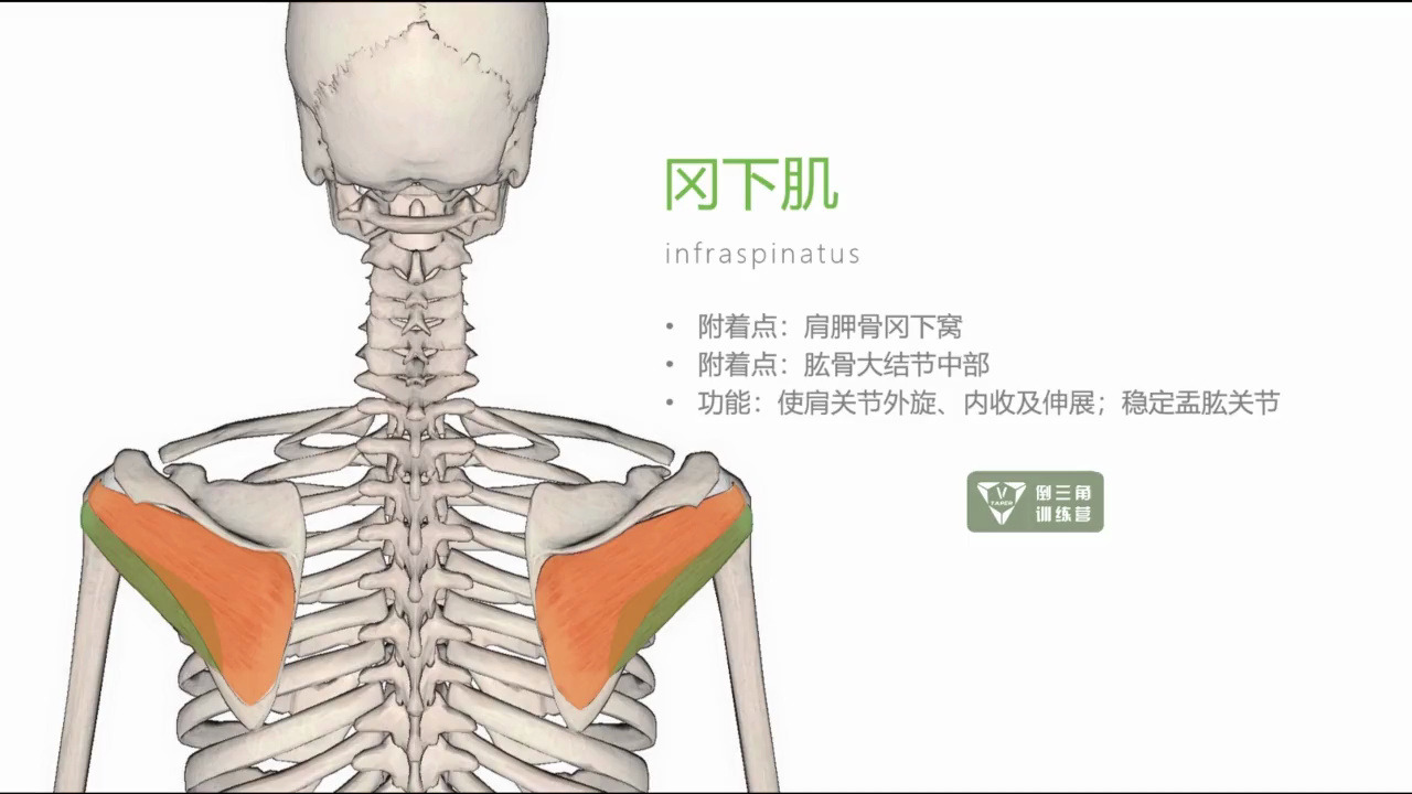 冈下小圆肌图片