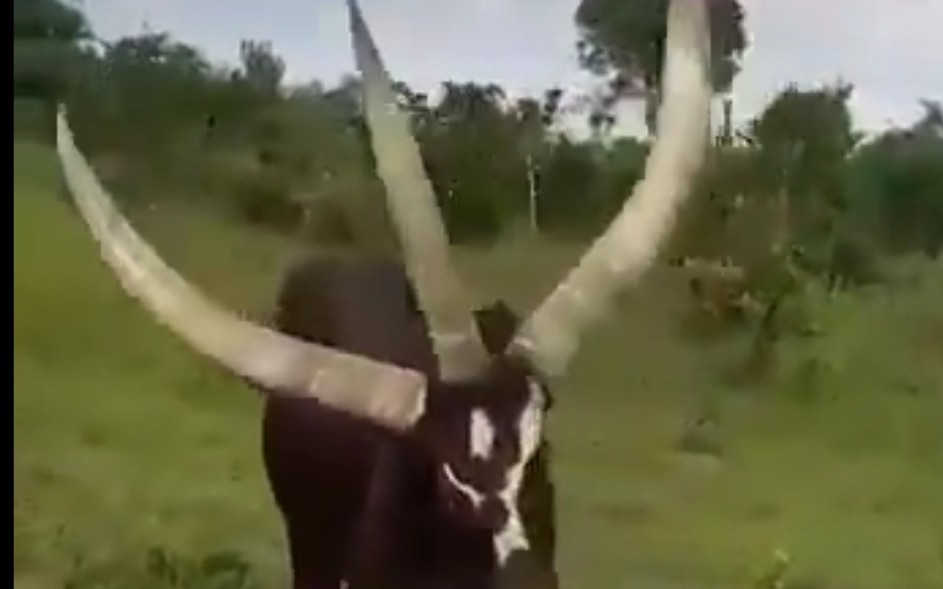 你见过三角牛么?