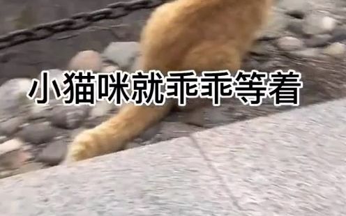 [图]这猫是景区里的导游吧，救助找不到路的人