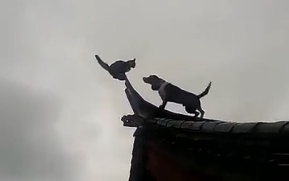 [图]“中华神犬”