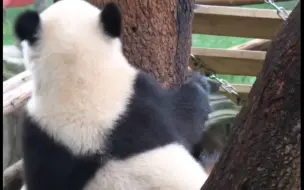 Скачать видео: 渝可:躲在这里渝爱会不会找不到我，要不要给她点提示呢……