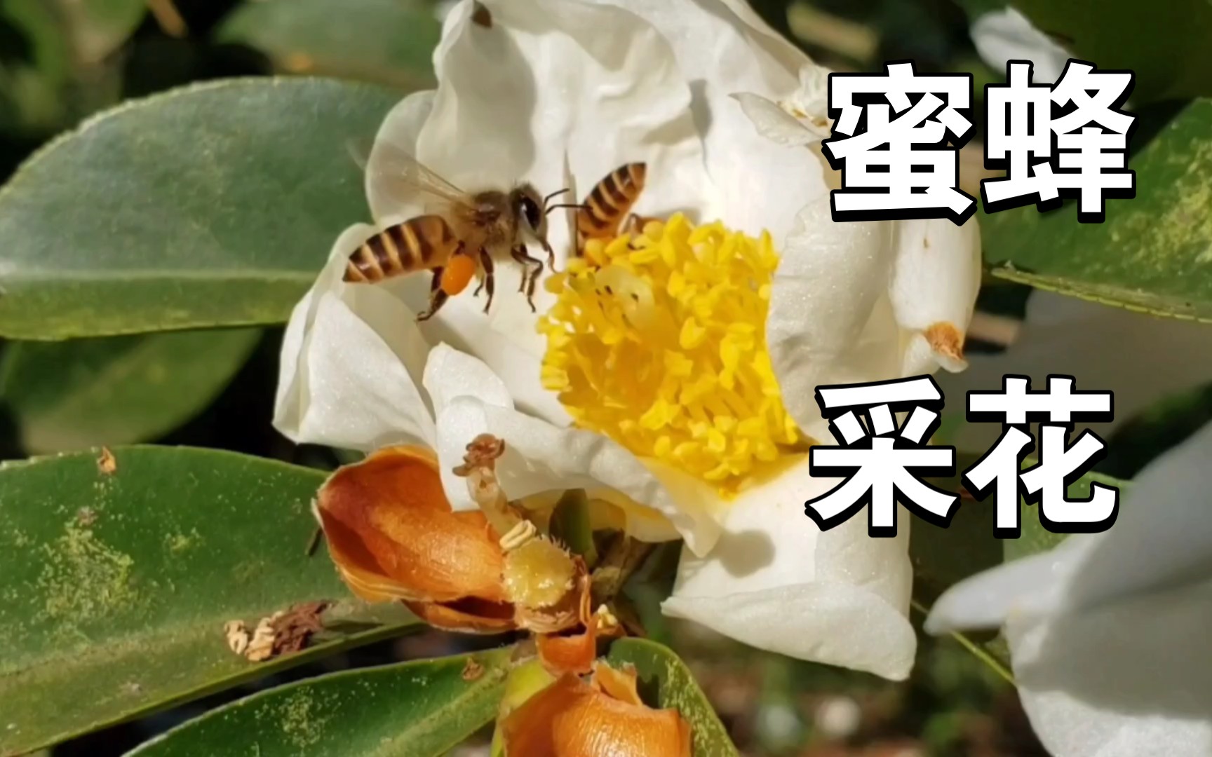 [图]蜜蜂采花粉，忙忙碌碌好自在