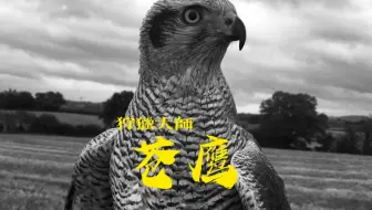 苍鹰 猛禽霸主