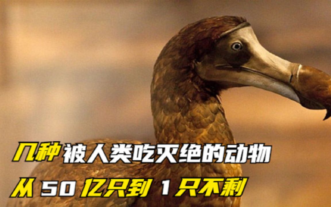 盘点被人类吃灭绝的动物,从50亿到1只不剩,仅用了百年时间