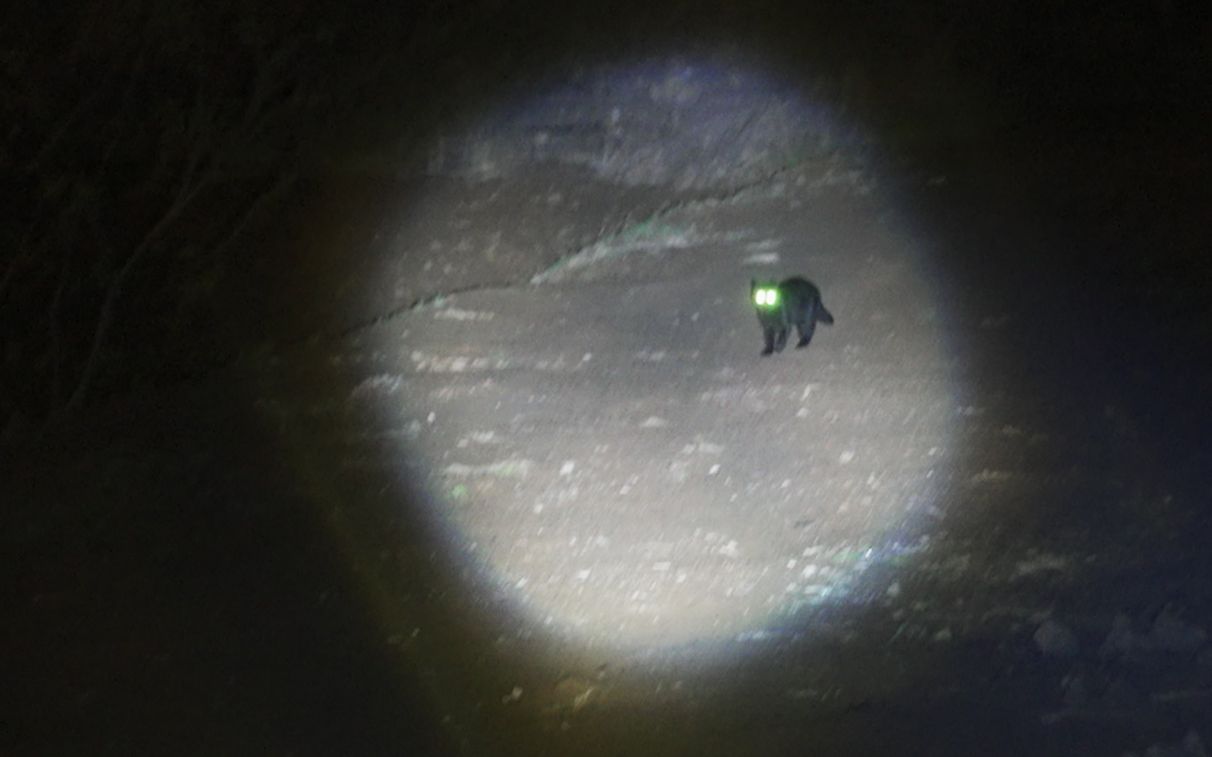 王者操作：在黑夜找到一只离家出走的黑猫