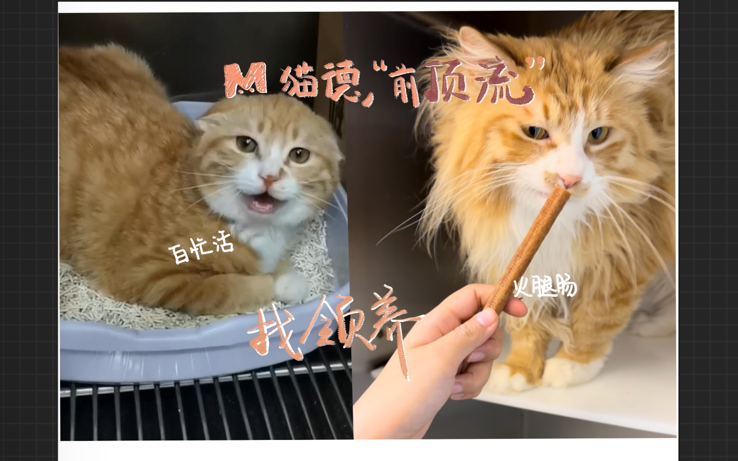 猫德学院 前 顶 流 火腿肠 和白忙活找领养哔哩哔哩bilibili