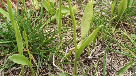 身边常见的植物 第18集 瓶尔小草(一支箭)哔哩哔哩bilibili