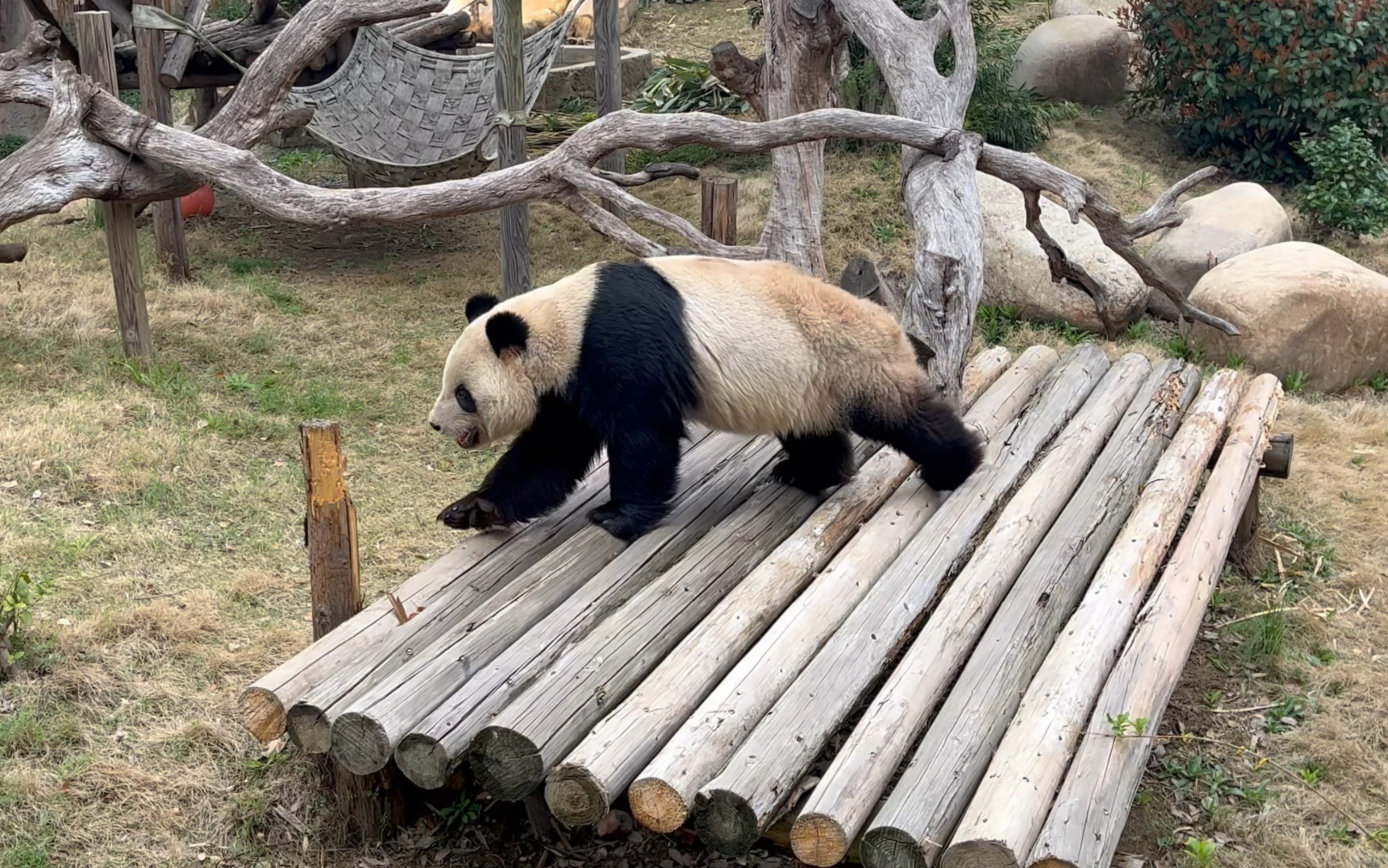 滕州动物园大熊猫图片