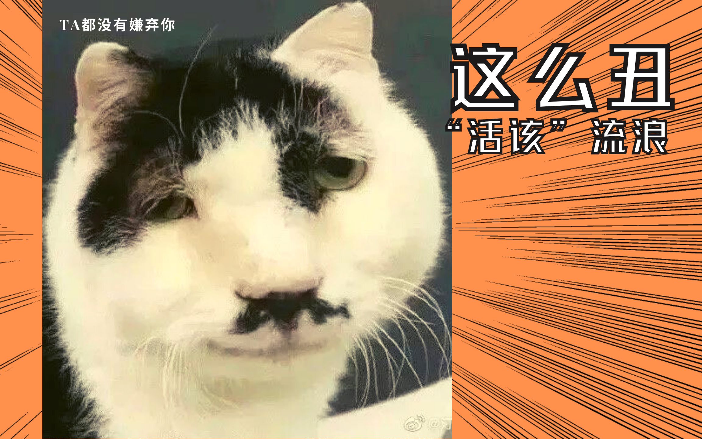 哪些卖不掉的丑猫，最后都去哪了？ - 哔哩哔哩