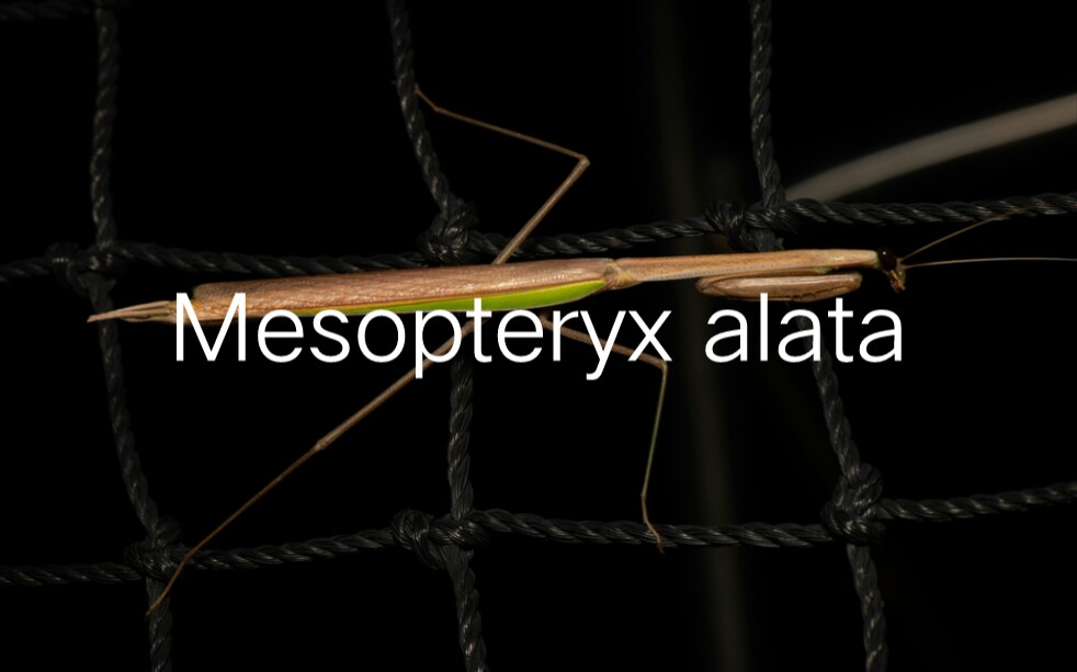 【螳螂图册32】脉翼半翅螳(Mesopteryx alata)哔哩哔哩bilibili