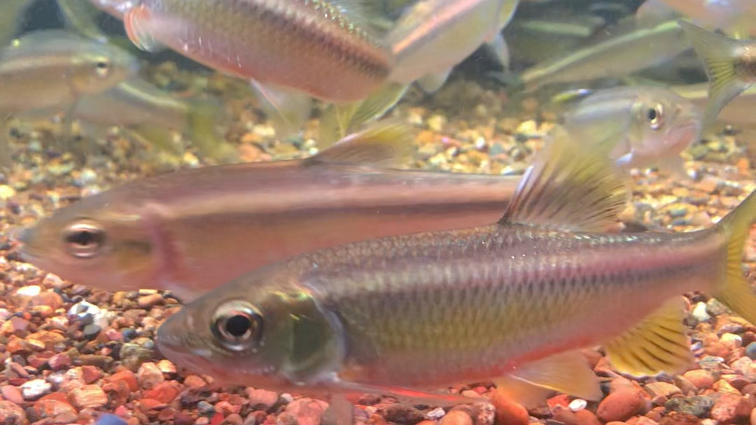 纵纹鱲产地辽宁原生鱼