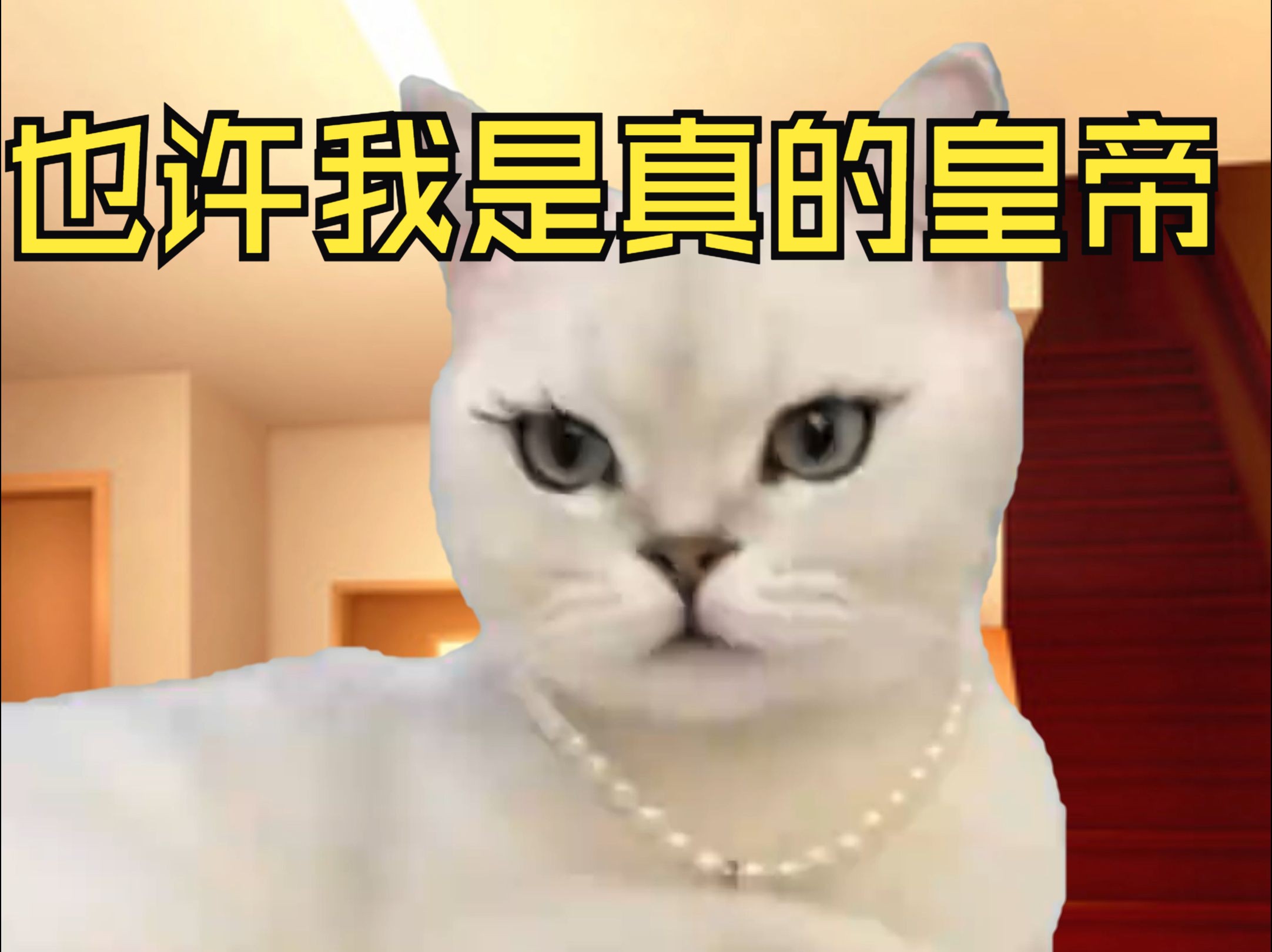 【猫meme动画】 也许我是真的皇帝