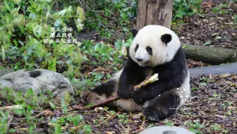 5.5早安，第一波赶上爷爷给花叶加笋，花花抱着长长的笋笋，看着小小的