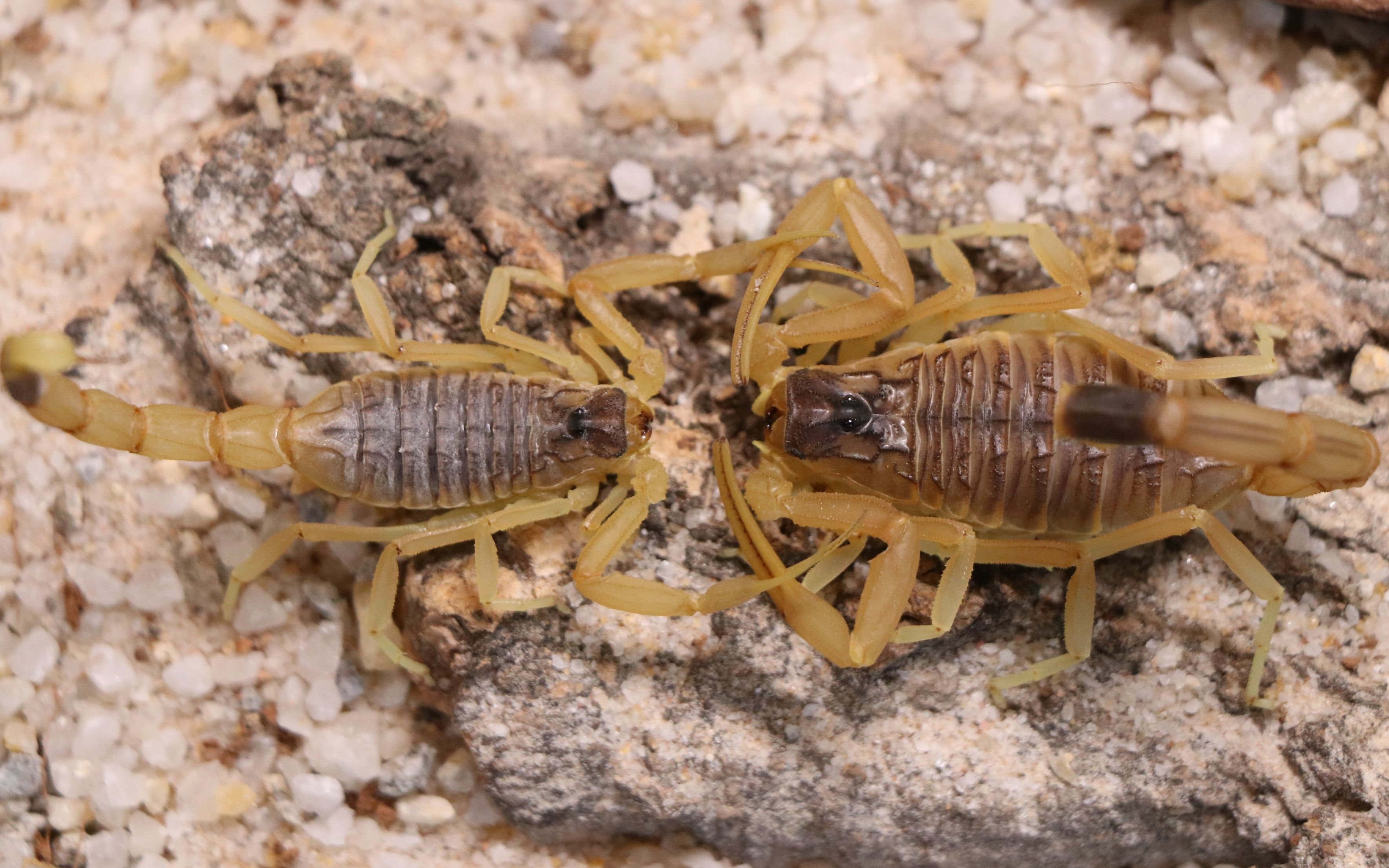 【蝎子】韩氏滑尾蝎leiurus haenggii交配(这是一个秒男)