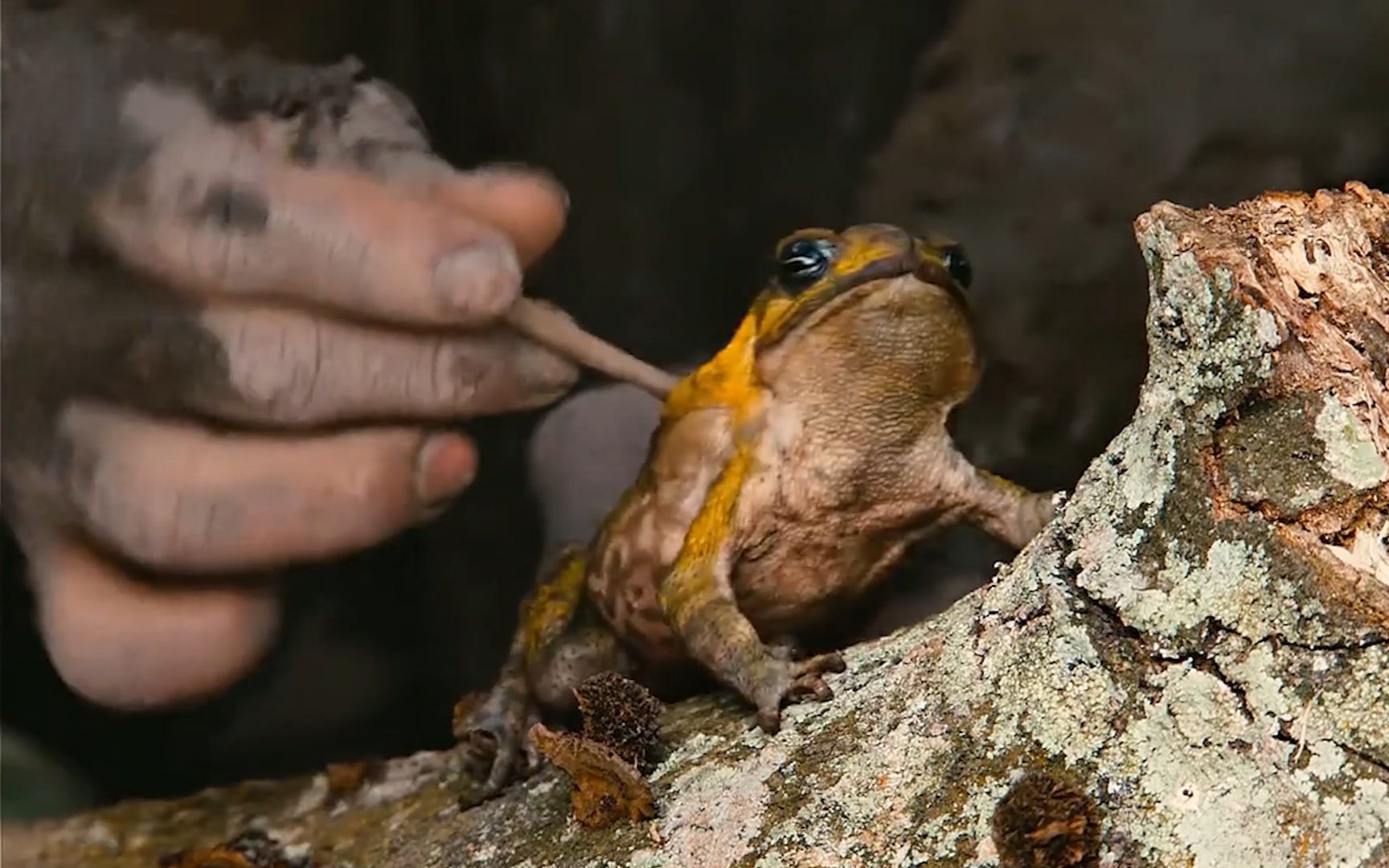 小伙用毒蛙做毒箭,效果是真的强!_哔哩哔哩_bilibili