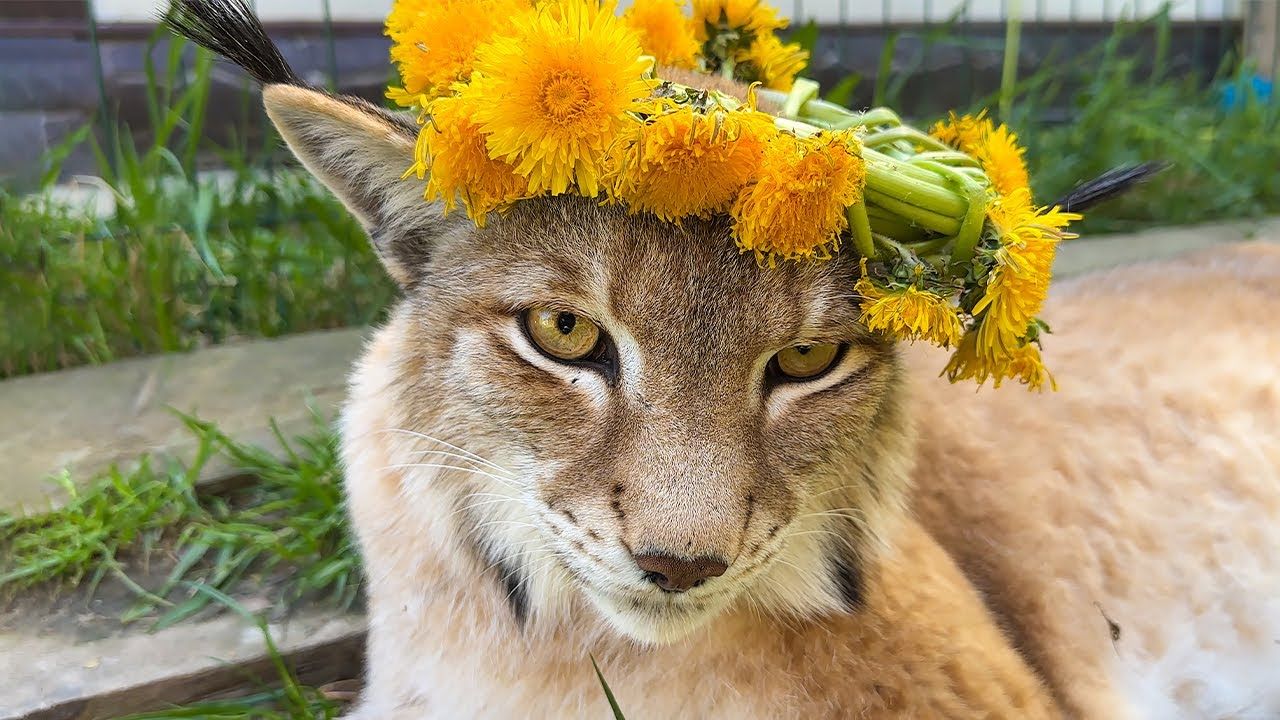 猞猁猫猫带花冠,更耐看了