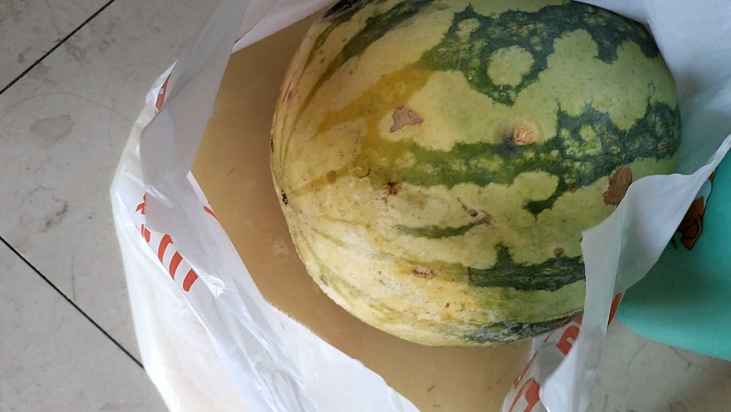 坏掉的西瓜好臭好臭