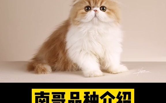 [图]波斯猫一直是长毛纯种猫中的经典，养不好波斯的称不上是好的美容师 #纯种波斯猫价格多少