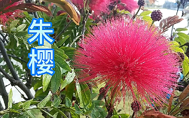 南方常见的灌木绿化植物——朱缨哔哩哔哩bilibili