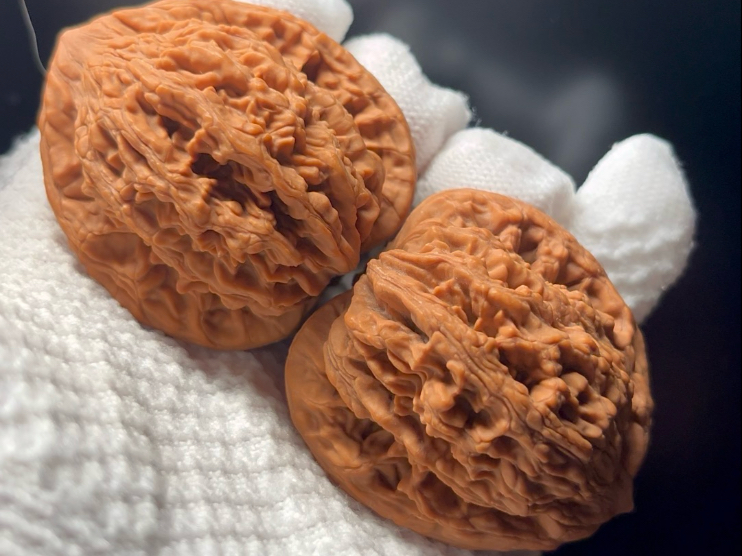 43尺全品堂上虎头 55克抓着跟砖头似的 给头都能砸个包