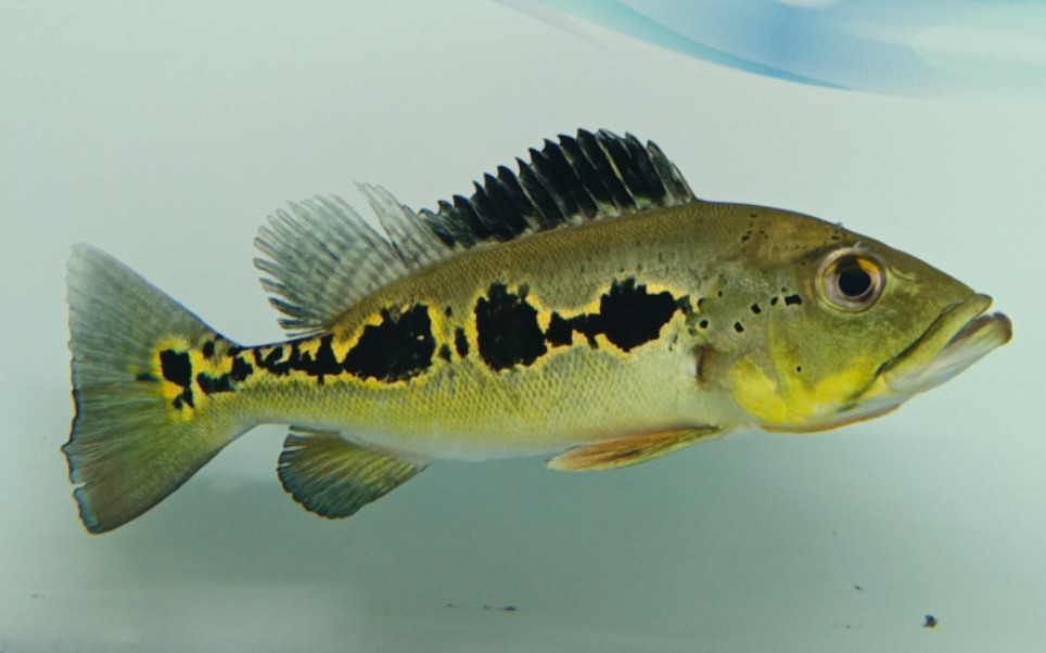 水族店一条惊艳的眼斑三间,25厘米已发色,非常凶猛