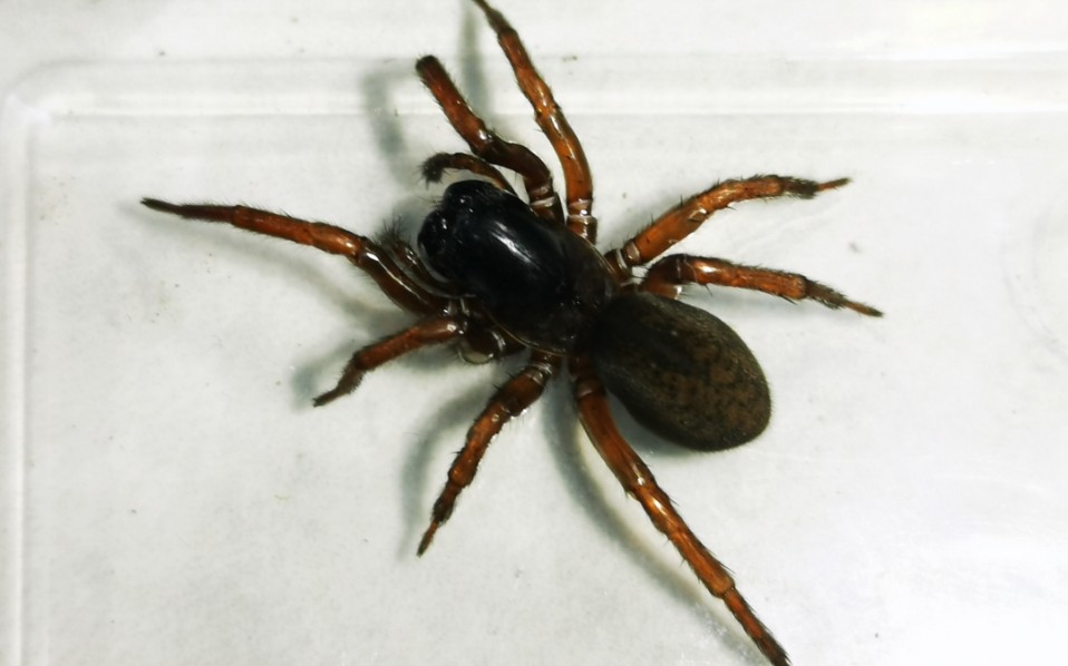 仨云南红河龙隙蛛的捕食