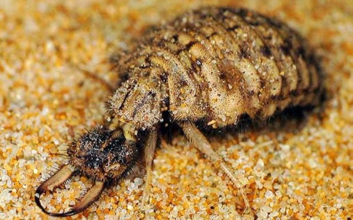 蚁狮面面一起摇摆