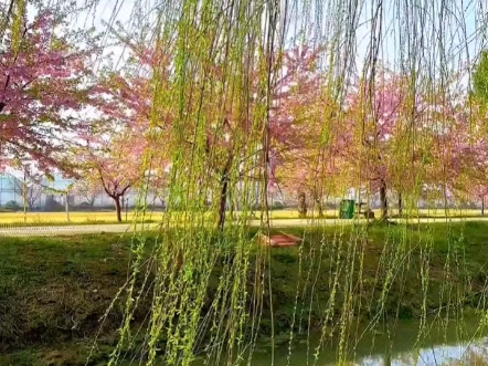 湖边垂柳随风动,百鸟啼语又一春. 杨柳随风 感受大自然的气息和美景