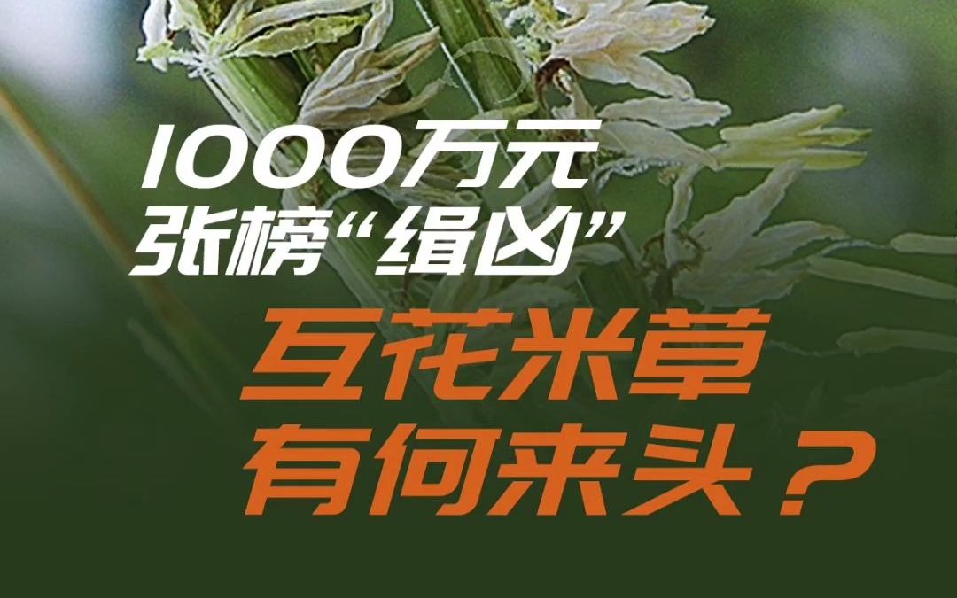 1000万元张榜“缉凶”,互花米草有何来头?哔哩哔哩bilibili