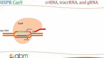 CRISPR Cas9原理,gRNA设计，CRISPR Cas9 - gRNA Design[湿实验相关]