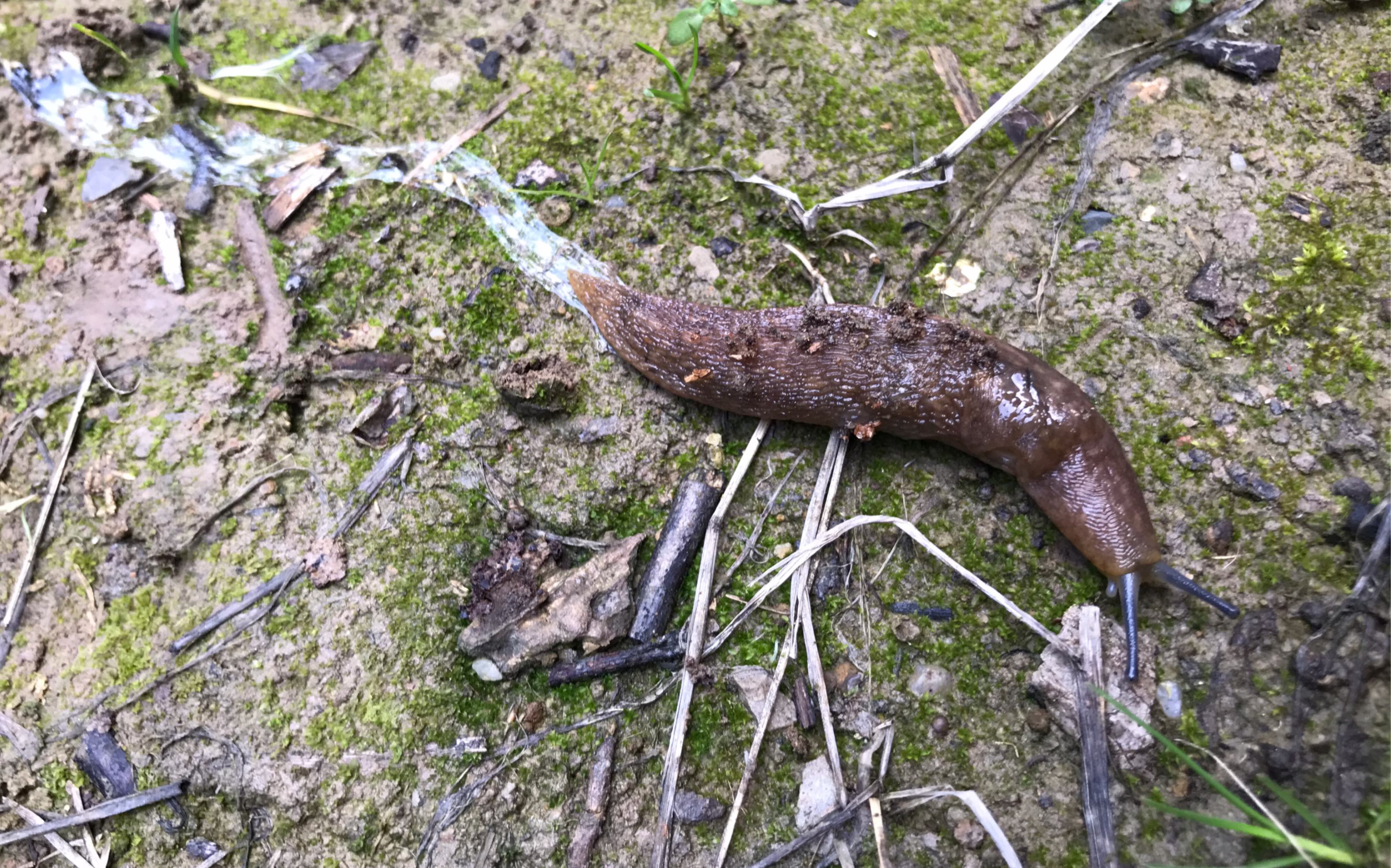 黄蛞蝓采集蛞蝓的正确方法愿者上钩