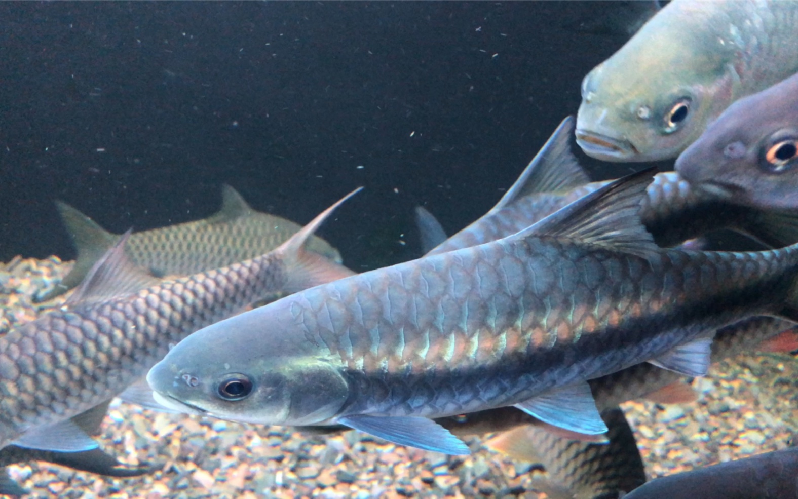 给吉罗铺点沙 没事翻翻沙 不然太无聊