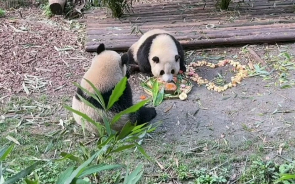 [图]花花 小叶子生日快乐 暖心爷爷摆放了爱心小苹果 （视频来源:和花我的宝直播录屏）