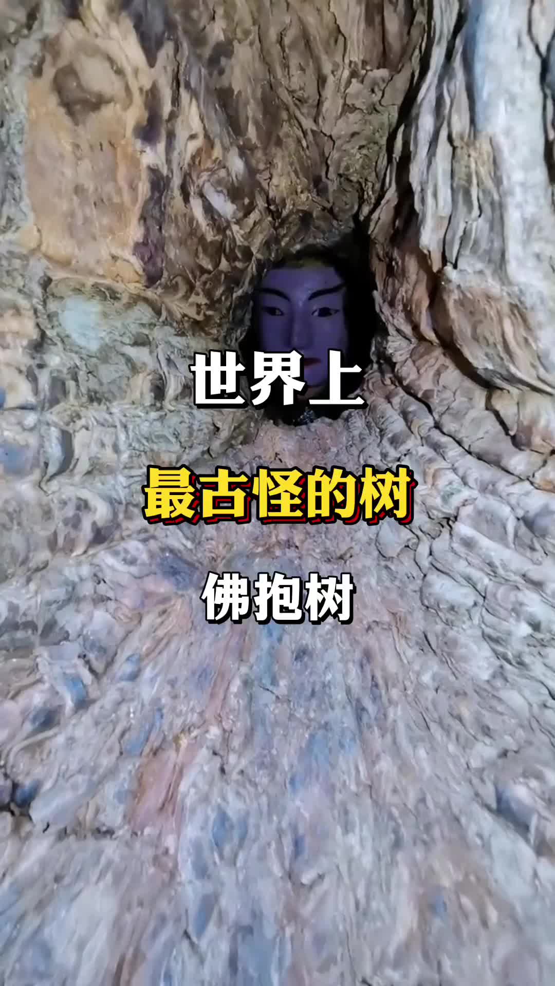 世界上最古怪的树