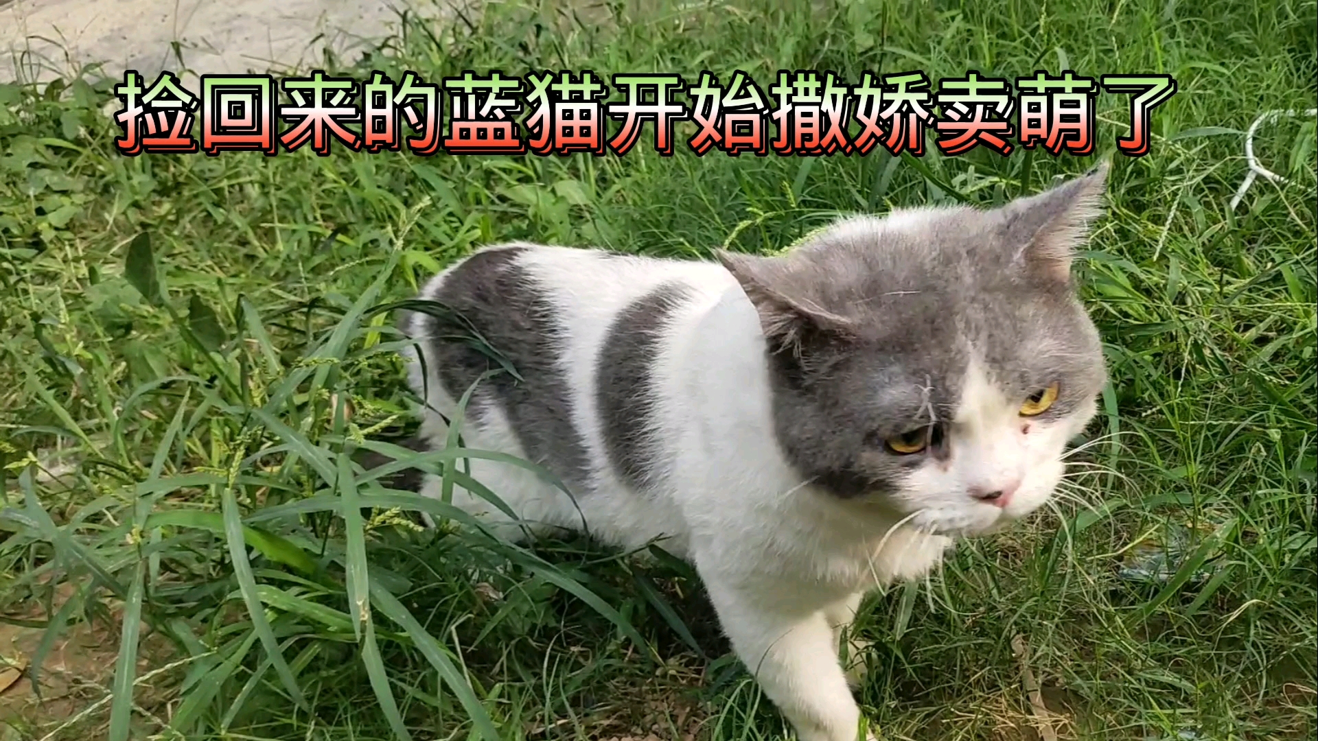楼下捡来的流浪蓝白猫开始给我撒娇卖萌了