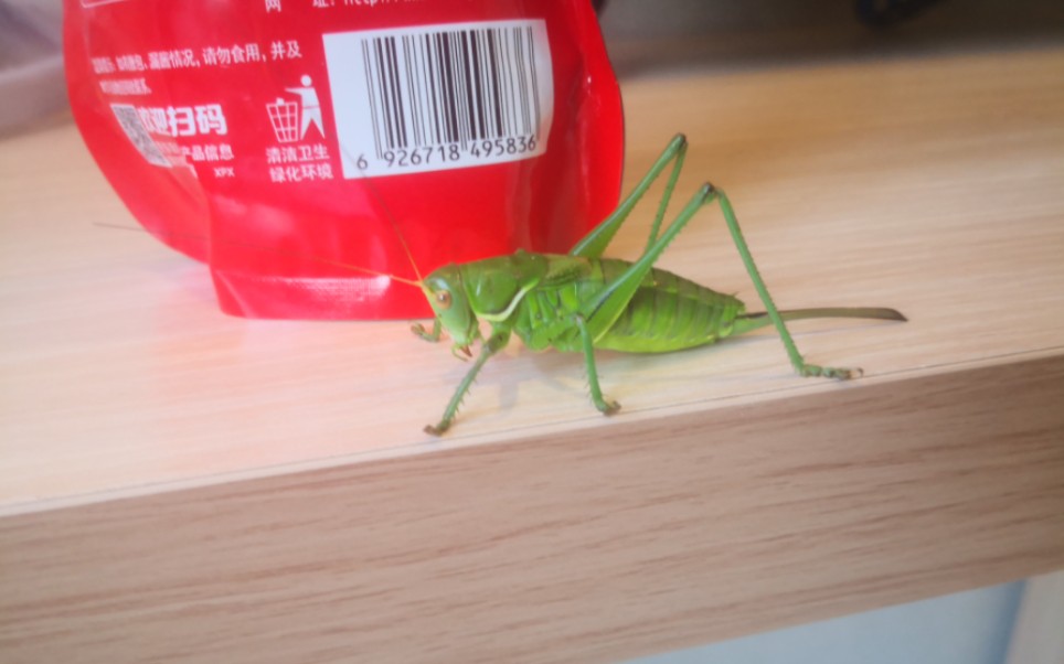 野生雌性优雅蝈螽食蝗虫