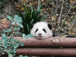 下载视频: 【大熊猫和花】12月份的小花花照片合集